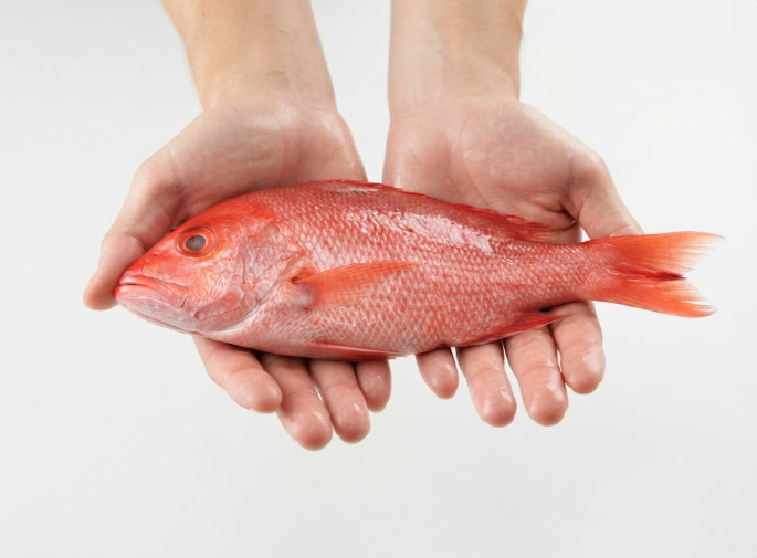 Dos manos sostienen un pargo rojo fresco