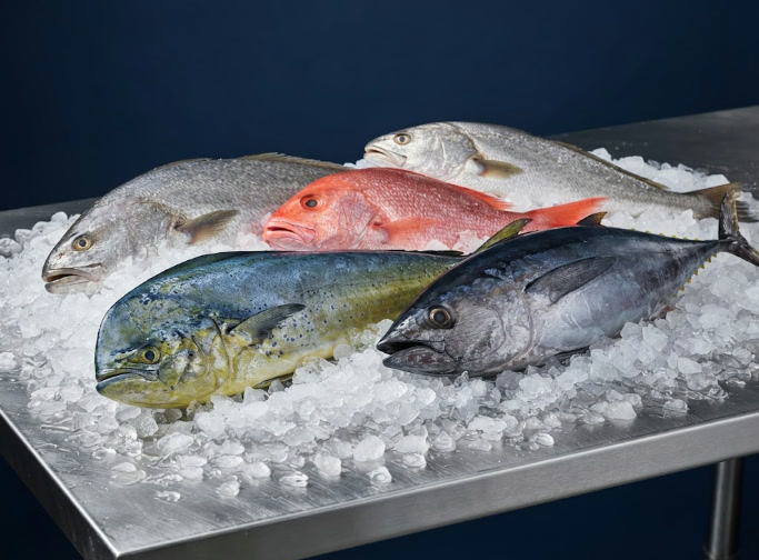 Albacora, dorado, pargo y corvina frescos sobre hielo